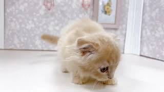 スコティッシュフォールドの動画01