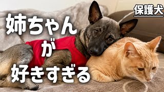 【保護犬】猫のお姉ちゃんが大好きすぎる保護犬いと。