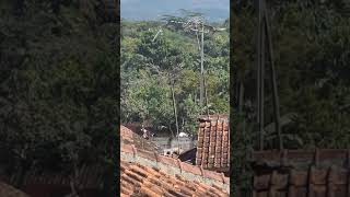 Download lagu Lokomotif Paling Keren Di Cibatu Garut Double Traksi CC 203 dan CC 206 mp3