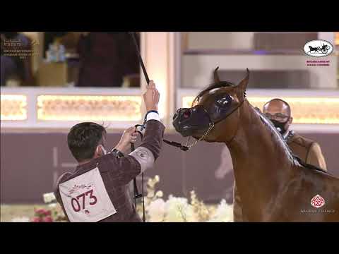 N 73 GAZWAN AL SRAIYA   Katara International Arabian Horse Festival   Colts 2 Years Old Class 5A