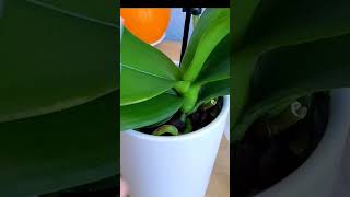 Just need an onion peel!And the orchids bloom continuously all year round! #orchid #orchidcare