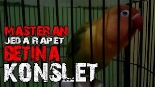 Download lagu MATERAN JEDA RAPET BETINA KONSLET mp3
