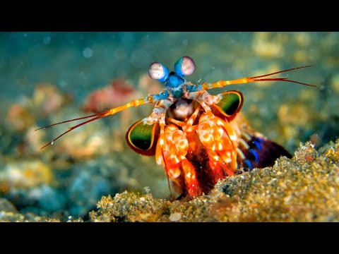 Secrets of the Peacock Mantis Shrimp: Nature's Hidden Marvels