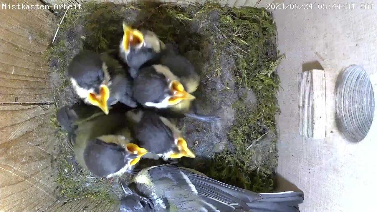 Turmfalkenausflug & der frühe Vogel! 1 Der frühe Vogel kann mich mal! | 24.06.2023