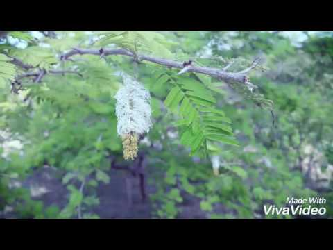 Kangal rendum pesuthe