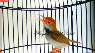 Download lagu Prenjak Gacor - Tembakan Variasi Pancingan Prenjak Lumut - Masteran Suara Pikat Prenjak Kepala Merah mp3