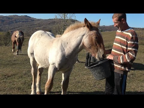 Caii lui Nicusor de la Abrud, Alba - 2019 Nou!!!