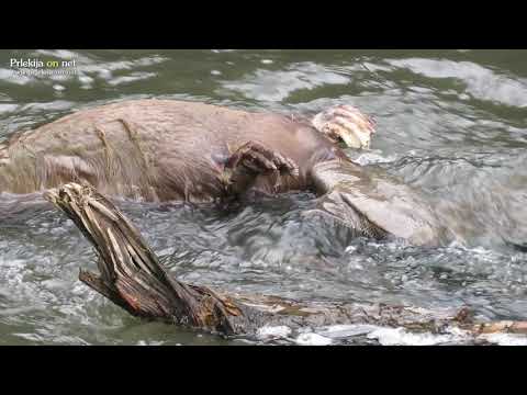 Poginuli bober v Ščavnici