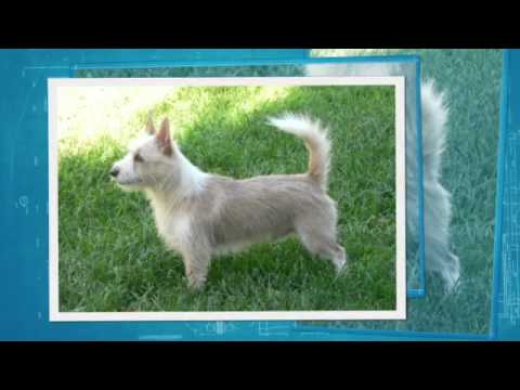 Viamonte - Wire Haired Portuguese Podengo Pequenos