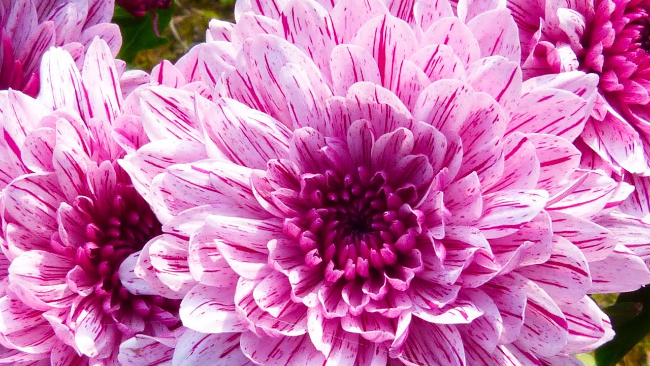 If You Notice These Signs In Your Life | C.S. Lewis’s Powerful Reminder of Faith & Hope