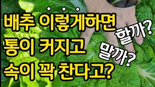 배추 이렇게하면 통이 커지고 속이 꽉 찬다고? 배추 포기 벌려주기 해야할까 말아야 할까?