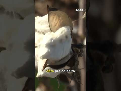 Sabia que o Paraná já foi o maior produtor de algodão do país?