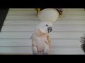 Pebble the Cute, Funny Cockatoo Bird Knows She's Right: TURN ON SUBTITLES FOR INTERPRETATION!