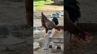 Download lagu #funny #funny_chicken #comedy #kozhi_koodam #chicken #husbandwifetamilcomedy #rooster #hen #yt #yt mp3 Download lagu #funny #funny_chicken #comedy #kozhi_koodam #chicken #husbandwifetamilcomedy #rooster #hen #yt #yt mp3