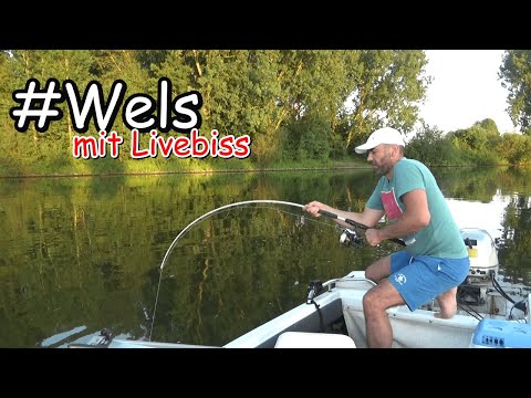 Waller #livebiss beim klopfen mit Wallerholz . Angeln auf Wels #Welsangeln