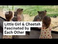 Little Girl Has Up Close Encounter With Cheetah