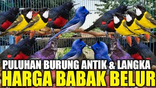 Download lagu GETTING MORE AND MORE UNSAFE! ONLY ABADI BIRD KIOSK IS DESPERATE IN SELLING DOZENS OF ANTIQUE BIR... mp3