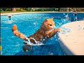 Cute Cat By The Pool Sunny Poolside Adventure Kids Cartoon