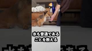 黒曜石の力でぬいぐるみは封印される説を検証 #犬 #面白い