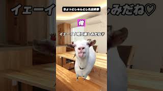 地味に傷付いた出来事 #猫ミーム #猫 #cat