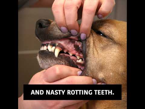 Periodontal Disease in Dogs: Signs and How to Prevent it.