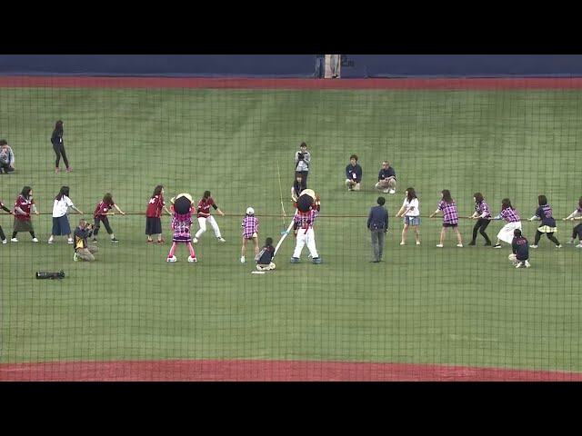 【オリ姫デー】今年も綱引き対決!!  「オリ姫 vs イーグルス女子」 の結果は...?? 2016/4/29 Bs-E