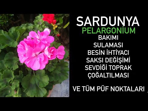 , title : 'Sardunyalar - pelargonium türleri hakkında bilmeniz gereken her şey 🪴'