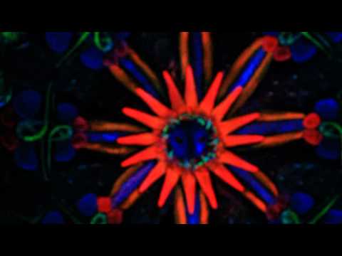 Organic Tales @ INQbator - Katowice [Psylesia Crew]