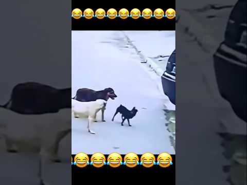 Na daklai miss 🤣🤣 #viral #dog #youtrubshort #cutepet #vairalreels #funnyvideo #funnyanimals
