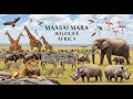 Wildlife Maasai Mara Africa Battle For Survival In Predator Territory Animal Documentary Africa
