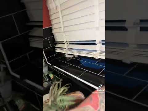 THERE'S A CAT IN MY HOUSE...