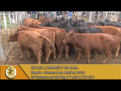 06-04-18 Venta de Machos - Rocco, Canales y Cia S.R.L. - Rauch.