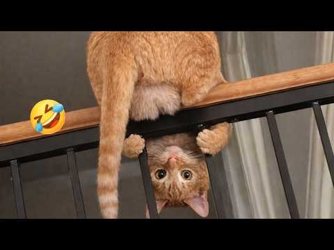 I Asked a CAT To Relax but She Chose DRAMA 😂🐱| New Cat Videos 2026
