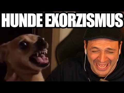 Kaya reacts to funny animals!