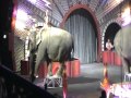 RINGLING RED ELES 2011