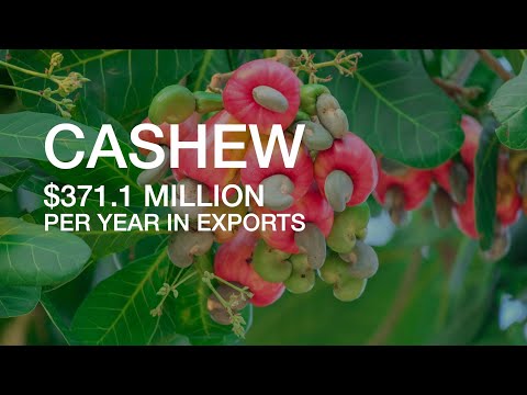 DOCUMENTARY  - CASHEW IS BIG BUSINESS IN GHANA