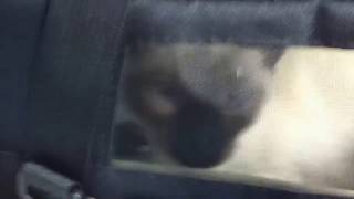 Siamese cat has a hissy fit when Bob Marley comes on