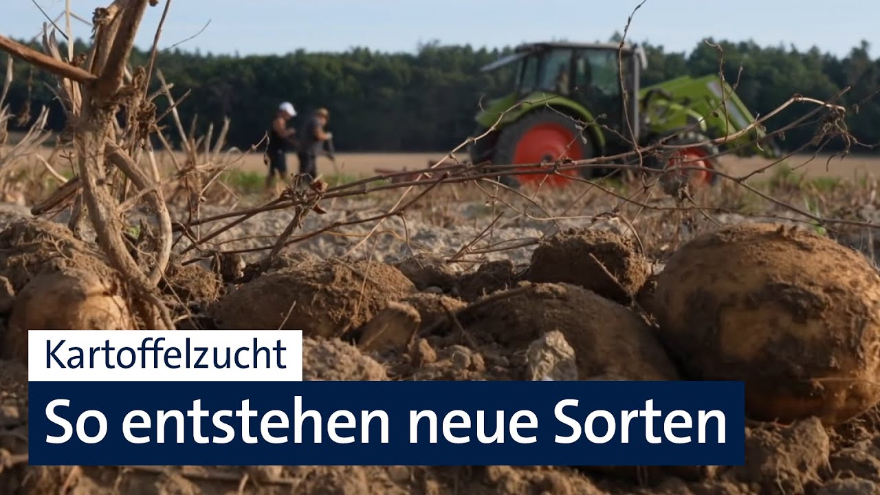 Kartoffelzucht: Jahrelange Arbeit für eine neue Sorte | Abendschau | BR24