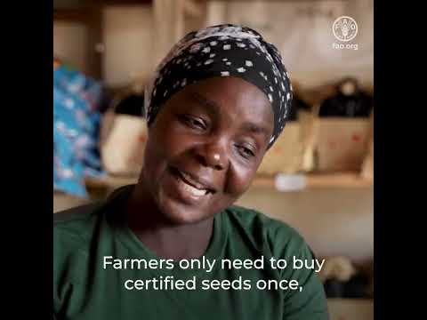 Agrodealers in Mozambique use the FAO Identification, Delivery and Empowerment Application (IDEA)