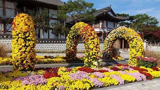#2024. 11. 22. 월출산 기찬랜드 국화꽃 축제 ♡💐 flowers ☆구독과 좋아요는 저에게 따뜻한 마음입니다.♧♧♧