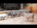 French Bulldog dogs for sale: Sadie - Video 1