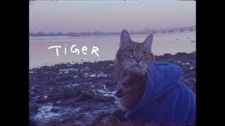 The Tiger Song Music Video