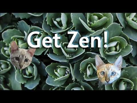 Get Zen - Snow Bengal Kittens - 5 months