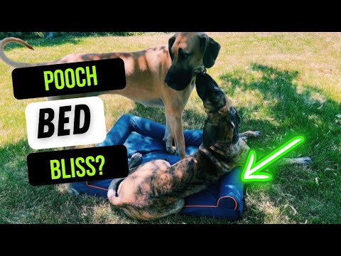 Hygge Hush Outdoor Dog Bed Review