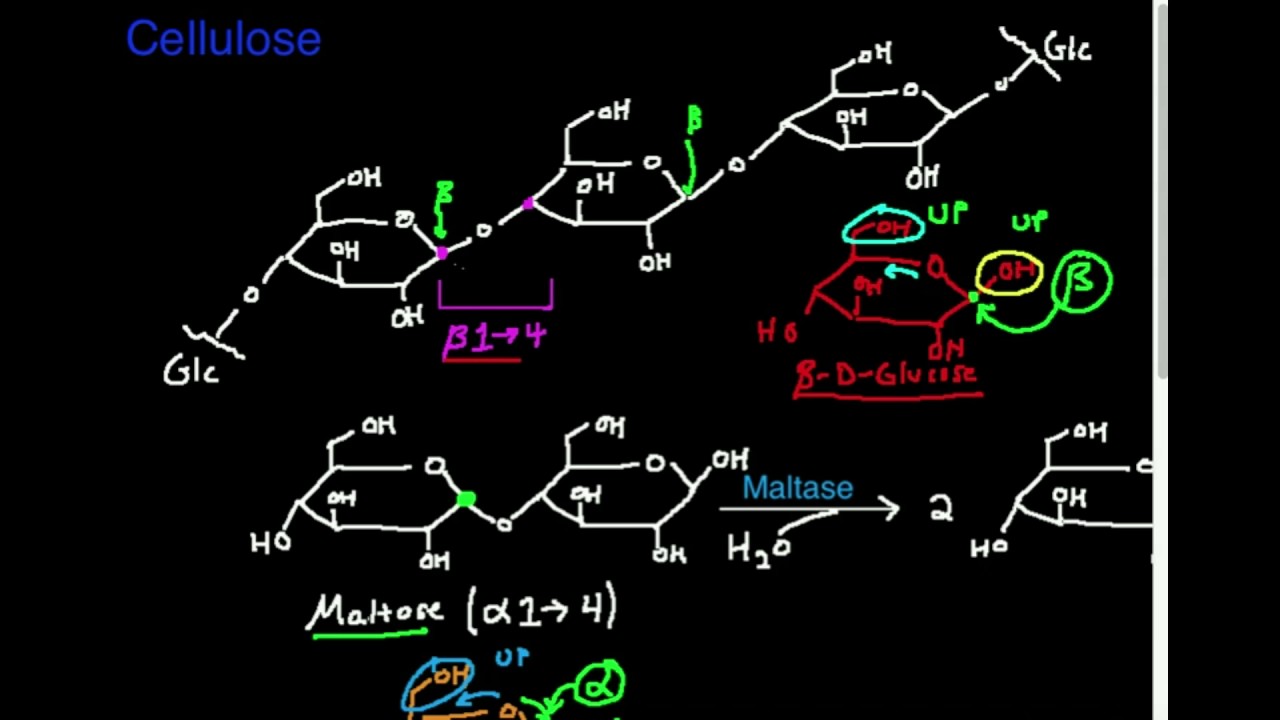 Polysaccharides: Cellulose