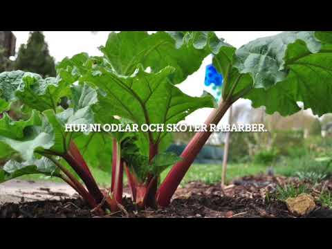 Hur ni sköter om och odlar rabarber.