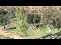 Wild Aninal Park Africa Tram Safari
