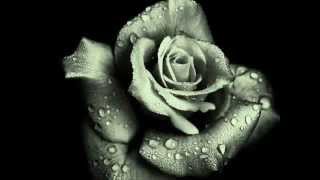 Burning Bush   16 Horsepower