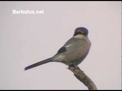 Alcaudón real ( Lanius excubitor )