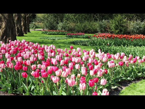 The most beautiful spring garden in the world - Keukenhof 2021